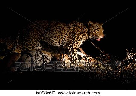 Leopard with fresh kill View Large Photo Image Stock Image - Leopard with fresh kill. Fotosearch