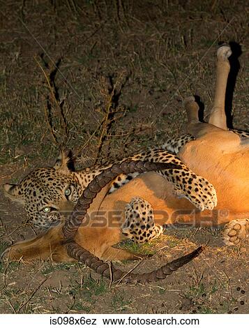 Stock Photo - Leopard with fresh kill. Fotosearch