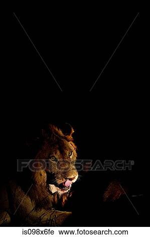 Lion after fresh kill View Large Photo Image Stock Image - Lion after fresh kill. Fotosearch
