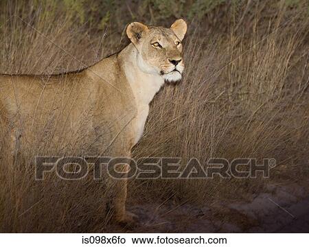Lion at night View Large Photo Image Picture - Lion at night. Fotosearch