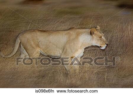 Lion on the prowl View Large Photo Image Picture - Lion on the prowl. Fotosearch