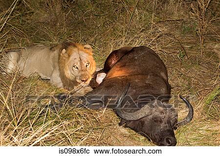Lion with fresh kill View Large Photo Image Stock Image - Lion with fresh kill. Fotosearch