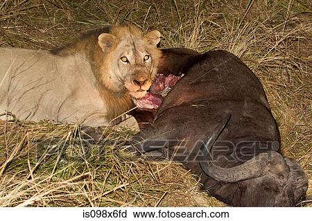 Lion with fresh kill View Large Photo Image Stock Image - Lion with fresh kill. Fotosearch