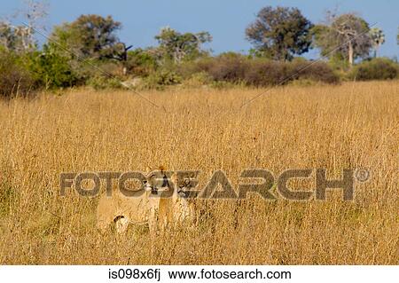 Lions on the African plains View Large Photo Image Stock Image - Lions on the African plains. Fotosearch