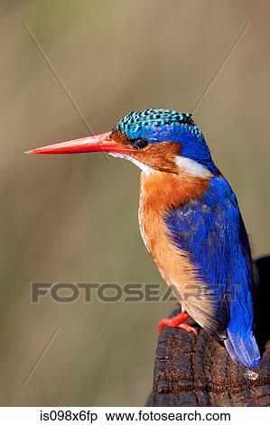 Malachite kingfisher View Large Photo Image Stock Photography - Malachite kingfisher. Fotosearch