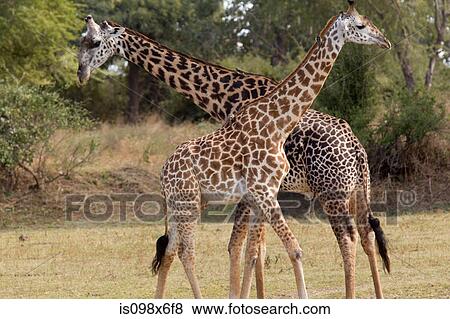 Male and female giraffes View Large Photo Image Stock Photo - Male and female giraffes. Fotosearch
