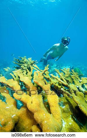 Male snorkeler on coral reef View Large Photo Image Picture - Male snorkeler on coral reef. Fotosearch