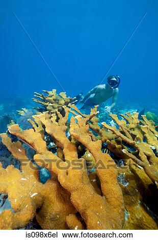 Male snorkeler on coral reef View Large Photo Image Stock Image - Male snorkeler on coral reef. Fotosearch