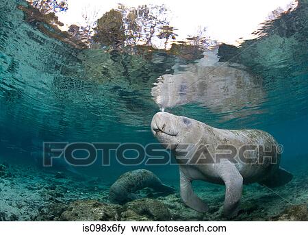 Manatee coming to surface View Large Photo Image Stock Photo - Manatee coming to surface. Fotosearch
