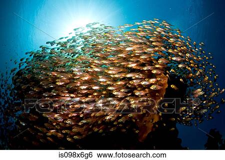 Mass of Golden sweepers View Large Photo Image Stock Photograph - Mass of Golden sweepers. Fotosearch