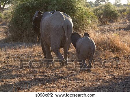 Mother and baby elephant View Large Photo Image Stock Image - Mother and baby elephant. Fotosearch