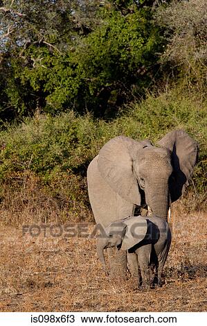 Stock Image - Mother and baby elephant. Fotosearch