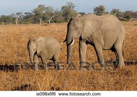Mother and baby elephant View Large Photo Image Stock Photograph - Mother and baby elephant. Fotosearch