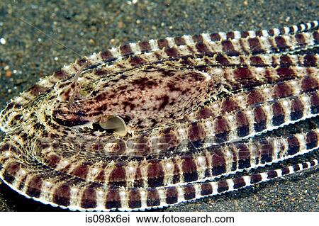 Octopus mimics a flounder View Large Photo Image Stock Image - Octopus mimics a flounder. Fotosearch