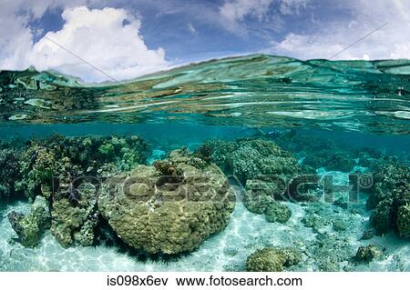 Over/under of coral garden View Large Photo Image Stock Photo - Over/under of coral garden. Fotosearch