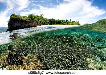 Over/under of coral reef View Large Photo Image Stock Photo - Over/under of coral reef. Fotosearch
