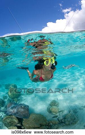 Over/under of snorkeler and ray View Large Photo Image Stock Photo - Over/under of snorkeler and ray. Fotosearch