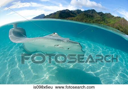 Stock Photograph - Over/under of stingray. Fotosearch
