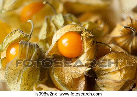 Stock Photo - Physalis, full frame. Fotosearch