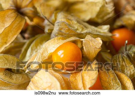Physalis, full frame View Large Photo Image Stock Photograph - Physalis, full frame. Fotosearch
