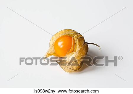 Physalis on white background View Large Photo Image Stock Photo - Physalis on white background. Fotosearch