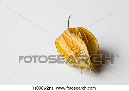 Physalis on white background View Large Photo Image Stock Photograph - Physalis on white background. Fotosearch