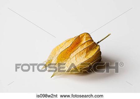 Physalis on white background View Large Photo Image Stock Photograph - Physalis on white background. Fotosearch