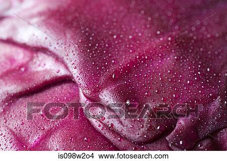 Red cabbage leaf, full frame View Large Photo Image Picture - Red cabbage leaf, full frame. Fotosearch