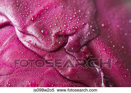 Red cabbage leaf, full frame View Large Photo Image Stock Photography - Red cabbage leaf, full frame. Fotosearch