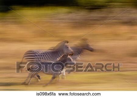 Running zebra View Large Photo Image Stock Image - Running zebra. Fotosearch