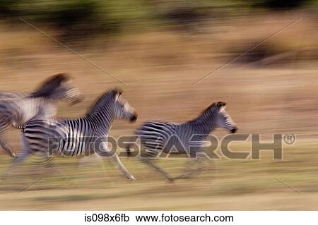 Running zebra View Large Photo Image Stock Image - Running zebra. Fotosearch