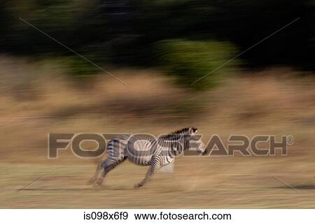 Stock Photo - Running zebra. Fotosearch