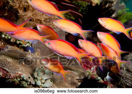 Stock Image - Schooling Redfin anthias. Fotosearch
