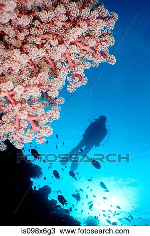 Scuba diver and soft coral View Large Photo Image Stock Image - Scuba diver and soft coral. Fotosearch