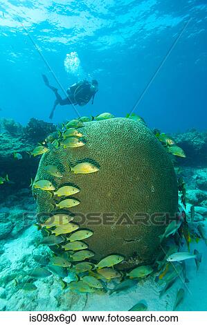 Stock Image - Scuba diver on coral reef. Fotosearch
