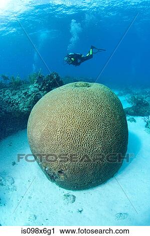 Scuba diver on coral reef View Large Photo Image Stock Image - Scuba diver on coral reef. Fotosearch