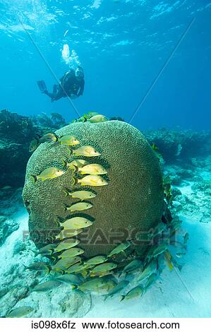 Scuba diver on coral reef View Large Photo Image Stock Photo - Scuba diver on coral reef. Fotosearch