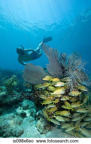 Picture - Snorkeler on coral reef. Fotosearch