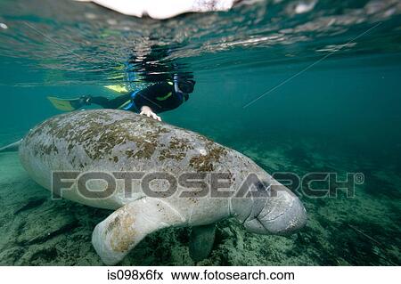 Snorkeler with manatee View Large Photo Image Stock Photo - Snorkeler with manatee. Fotosearch