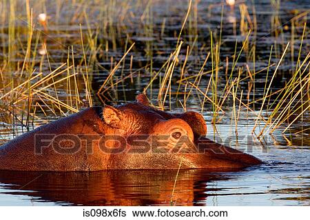 Submerged hippopotamus View Large Photo Image Stock Photograph - Submerged hippopotamus. Fotosearch