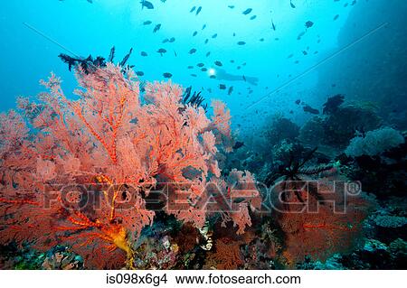 Thriving coral reef View Large Photo Image Picture - Thriving coral reef. Fotosearch