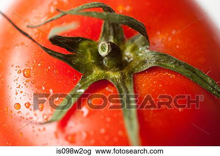 Tomato stem, close up View Large Photo Image Stock Image - Tomato stem, close up. Fotosearch