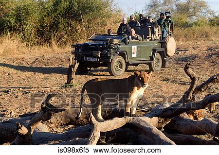 Tourists on safari view wildlife View Large Photo Image Stock Photography - Tourists on safari view wildlife. Fotosearch