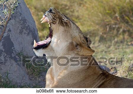 Yawning lion View Large Photo Image Stock Image - Yawning lion. Fotosearch