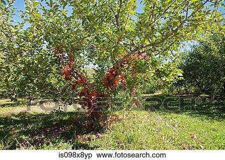 Stock Photography - Apple tree. Fotosearch