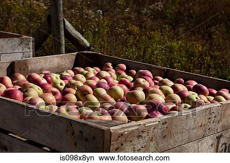 Apples in crate View Large Photo Image Picture - Apples in crate. Fotosearch