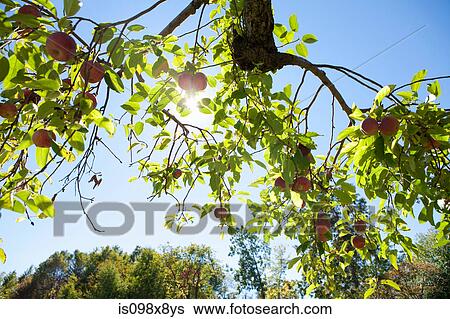 Apples on the tree View Large Photo Image Stock Photograph - Apples on the tree. Fotosearch