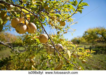 Apples on the tree View Large Photo Image Stock Photograph - Apples on the tree. Fotosearch
