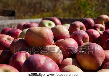 Apples View Large Photo Image Picture - Apples. Fotosearch