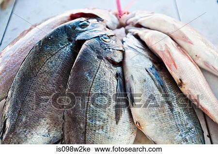 Fish hanging out to dry View Large Photo Image Stock Image - Fish hanging out to dry. Fotosearch